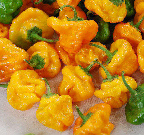 BAHAMA MAMA CHILLI YELLOW  -  30 seeds   CAPSICUM  - chillies  HOT!!!!