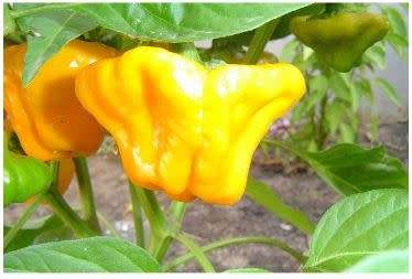 BAHAMA MAMA CHILLI YELLOW  -  30 seeds   CAPSICUM  - chillies  HOT!!!!