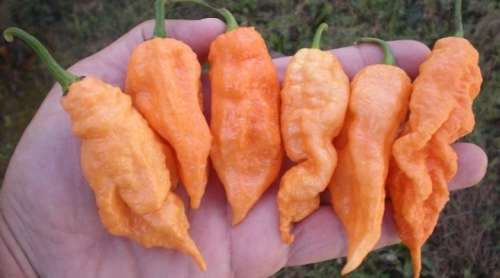 PEACH GHOST PEPPER - 30 seeds BHUT JOLOKIA - CAPSICUM  - chillies  HOT!!!!