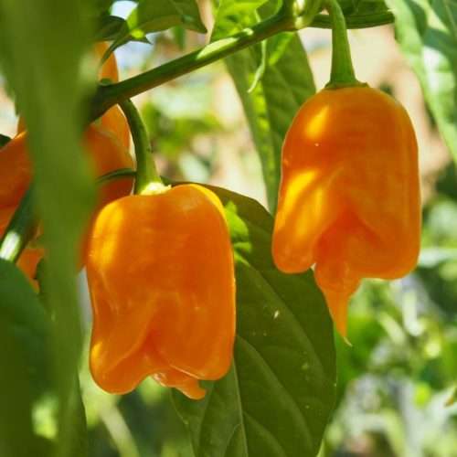 TRINIDAD SCORPION CHILLI ORANGE  30 seeds - CAPSICUM  - chillies  HOT!!!!