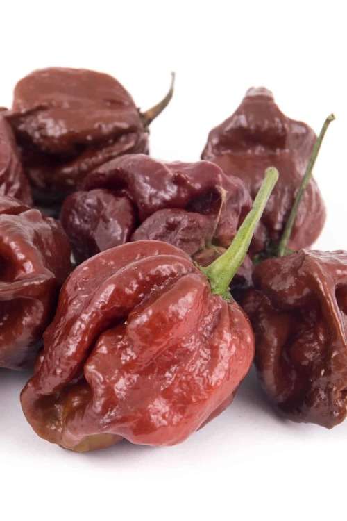 7 POT  DOUGLAH CHILI PEPPERS 30 seeds - CAPSICUM  - chillies  HOT!!!!