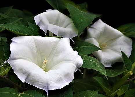 EXOTIC FLOWER -  DATURA ALBA   -  10 SEEDS