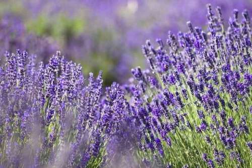 LAVENDER  `HIDCOTE GIANT`     Lavandula Agustifolia   - 30 SEEDS