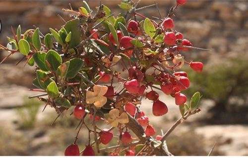 MAYTENUS DHOFARENSIS - 10  SEEDS