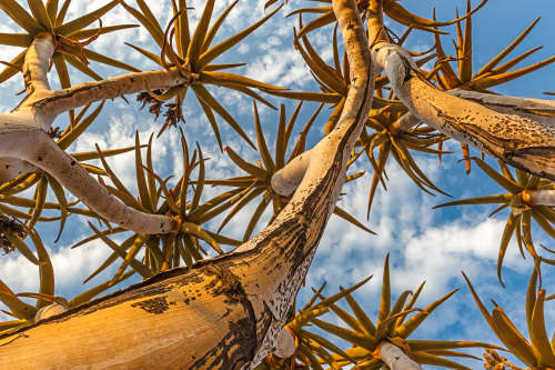 QUIVER TREE  -  ALOIDENDRON DICHOTOMUM - 20  SEEDS