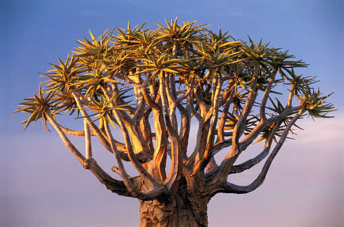 QUIVER TREE  -  ALOIDENDRON DICHOTOMUM - 20  SEEDS