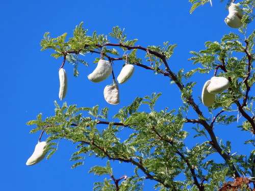 KAMEELBOOM  `Vachellia erioloba`  20 SEEDS