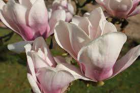 MAGNOLIA × SOULANGEANA (Saucer magnolia)  5  SEEDS