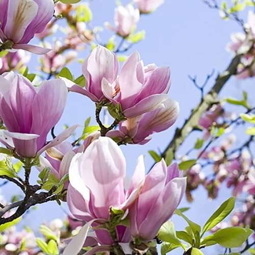 MAGNOLIA × SOULANGEANA (Saucer magnolia)  5  SEEDS