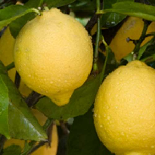 LEMON SPECIES `SANTA TERESA`  20 SEEDS