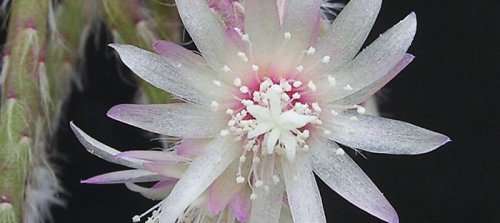 Mistletoe Cactus - 'Rhipsalis Baccifera'   1 x Cutting