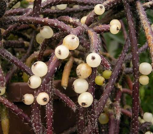 Mistletoe Cactus - 'Rhipsalis Baccifera'   1 x Cutting