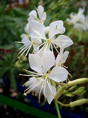 White Butterfly Flower -  Gaura lindheimeri   - 50 SEEDS