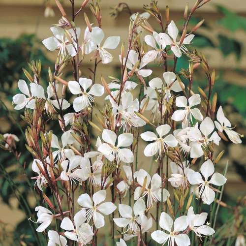 White Butterfly Flower -  Gaura lindheimeri   - 50 SEEDS