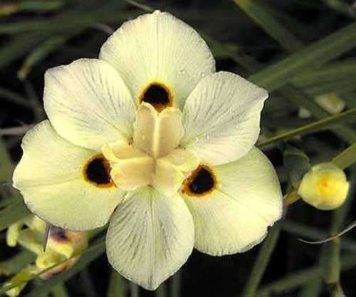 DIETES BICOLOR -  YELLOW    - 10 SEEDS