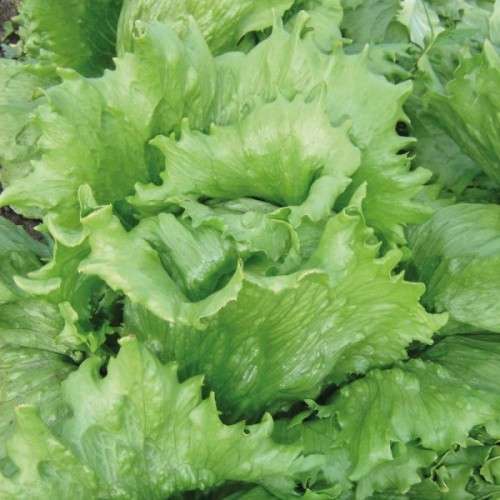 LETTUCE `GREAT LAKES ICEBERG`   - 40 SEEDS