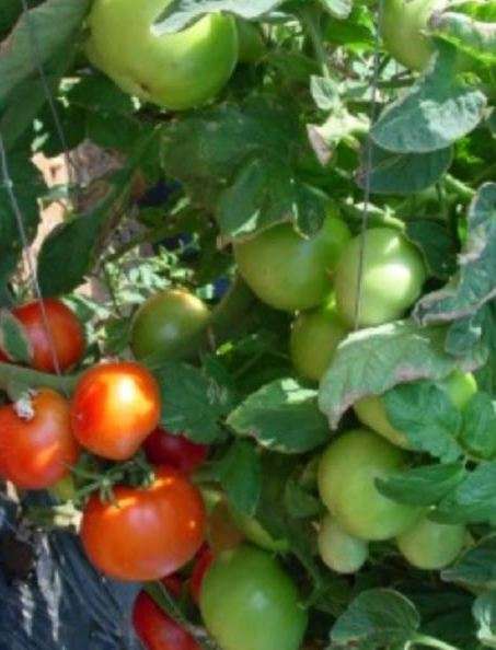 HYBRID STAR TOMATO -  40  Seeds - determinate