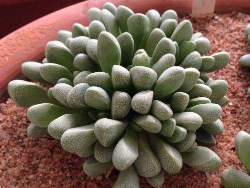 RHINEPHYLLUM MUIRII  -  15  SEEDS   -  SUCCULENTS -   AIZOACEAE - CAUDEX
