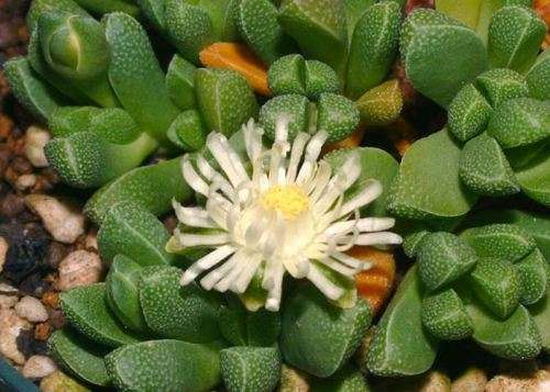 RHINEPHYLLUM MUIRII  -  15  SEEDS   -  SUCCULENTS -   AIZOACEAE - CAUDEX