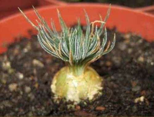 Ornithogalum Sardienii / Star of Bethlehem   -  5  Seeds  -  Rare caudiform