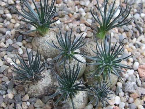 Ornithogalum Sardienii / Star of Bethlehem   -  5  Seeds  -  Rare caudiform