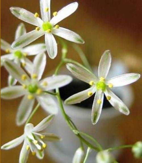 Ornithogalum Sardienii / Star of Bethlehem   -  5  Seeds  -  Rare caudiform