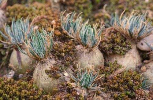 Ornithogalum Sardienii / Star of Bethlehem   -  5  Seeds  -  Rare caudiform