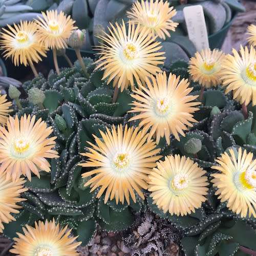 ALOINOPSIS MALHERBEI -  5 SEEDS  -  succulent