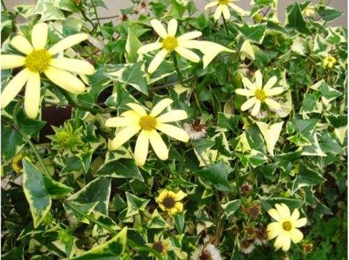 SENECIO MACROGLOSSUS - 10 SEEDS