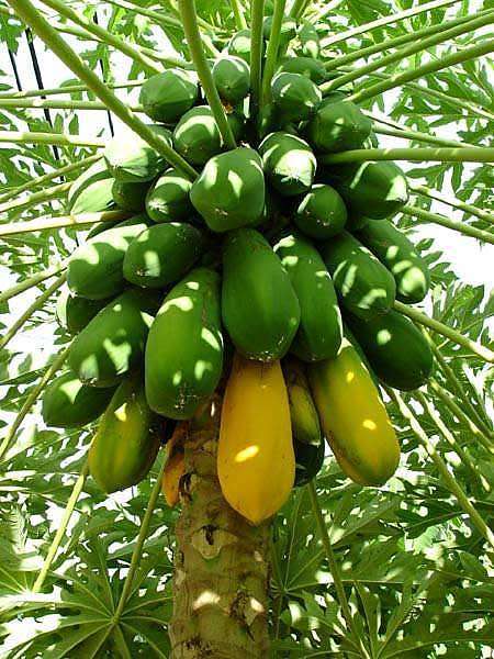 PAW PAW     Papaya Carica   -  30 SEEDS
