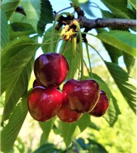 CHERRY `ROMEO`  4 SEEDS    -   Prunus fruticosa x prunus cerasus `Romeo`