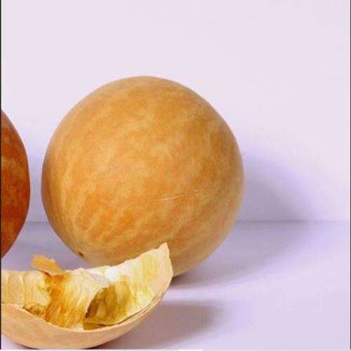 CITRULLUS COLOCYNTHIS  ` Abu Jahl`s melon ` - 50 SEEDS   medicinal