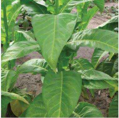 100  `DOMINICAN REPUBLIC` OLOR` CIGAR TOBACCO SEEDS