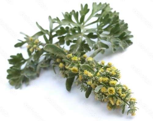 PSYCHOACTIVE - ARTEMISIA ABSINTHIUM  -  WORMWOOD   15 SEEDS  (USED FOR ABSINTHE) medicinal