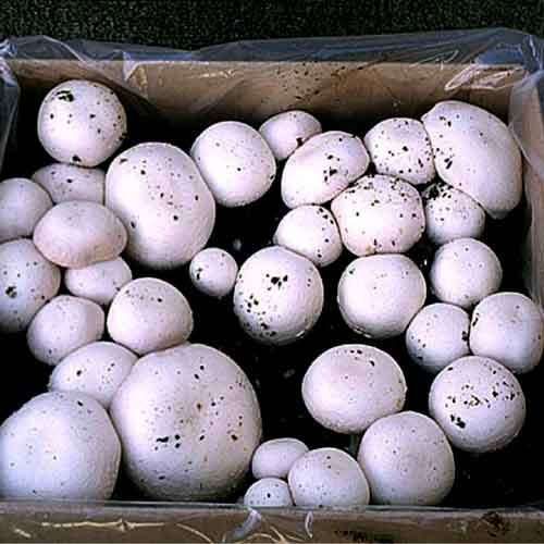 WHITE BUTTON MUSHROOM SPORES