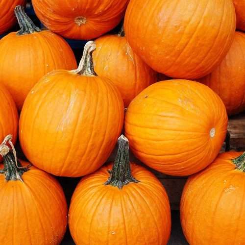 JACK-o`- LANTERN  PUMPKIN SEEDS (20 SEEDS)