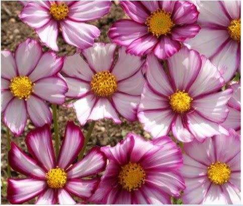 FLOWER - COSMOS  `PICOTEE`    30 SEEDS