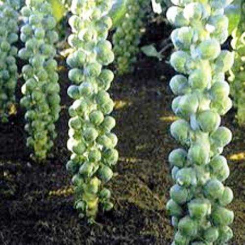 VEGETABLES  -  BRUSSEL SPROUTS LONG ISLAND    -  20 SEEDS