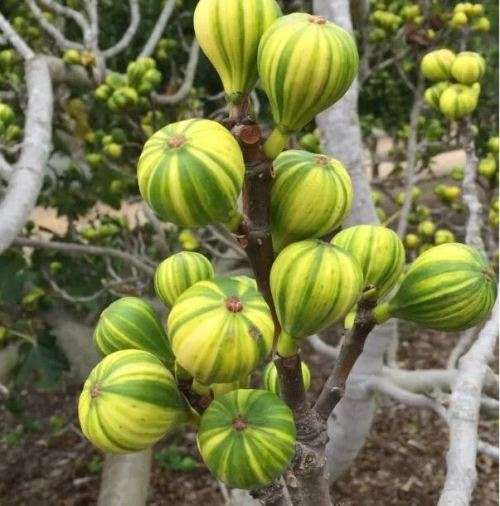 FIG VARIETIES -  PANACHE TIGER STRIPE  FIG    -  30  SEEDS