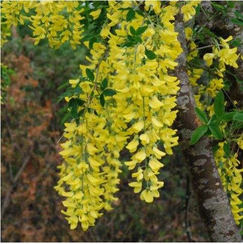 GOLDEN CHAIN TREE - `LABURNUM ANAGYROIDES- 30 SEEDS