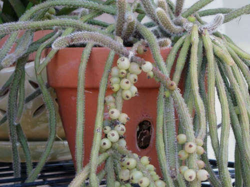 Mistletoe Cactus - 'Rhipsalis Baccifera'   1 x Cutting