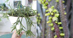 Mistletoe Cactus - 'Rhipsalis Baccifera'   1 x Cutting