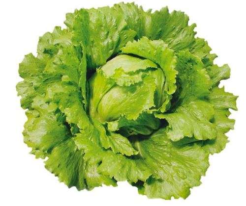 LETTUCE  `Commander`   - 30 SEEDS