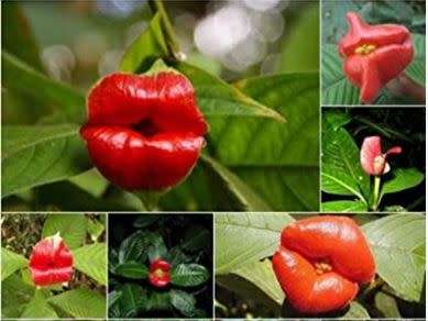 EXOTIC & RARE - HOOKERS LIPS/ MICK JAGGER`S LIPS/  Psychotria Elata  -  Tropical Flowers  - 15 SEEDS