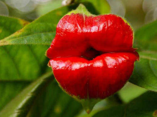 EXOTIC & RARE - HOOKERS LIPS/ MICK JAGGER`S LIPS/  Psychotria Elata  -  Tropical Flowers  - 15 SEEDS