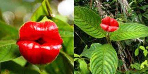 EXOTIC & RARE - HOOKERS LIPS/ MICK JAGGER`S LIPS/  Psychotria Elata  -  Tropical Flowers  - 15 SEEDS