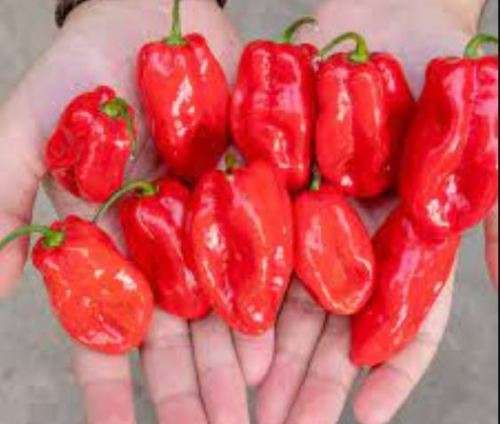 CHILLIES - SUPER HABANERO F1 -  35 SEEDS