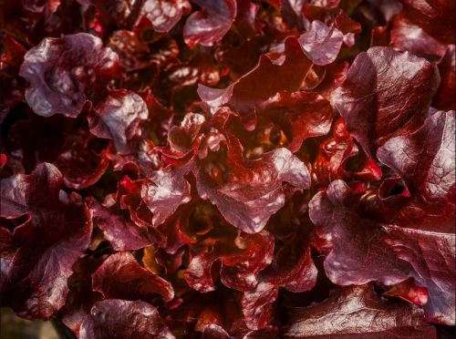 LETTUCE  MAIRA RED OAK  - 30 SEEDS