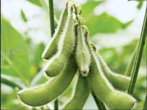SOYA  BEAN    -  10 SEEDS  Glycine Max