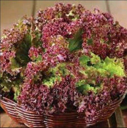 LETTUCE  LOLLO ROSA  - 30 SEEDS